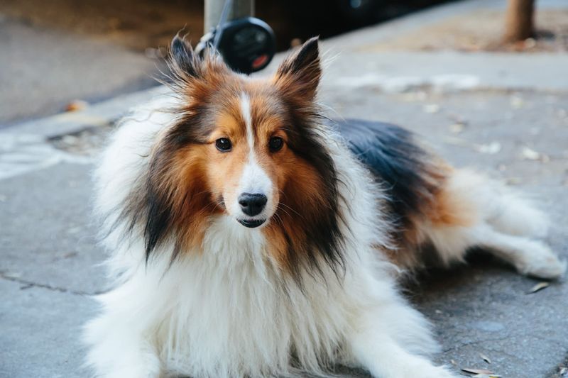 Collie