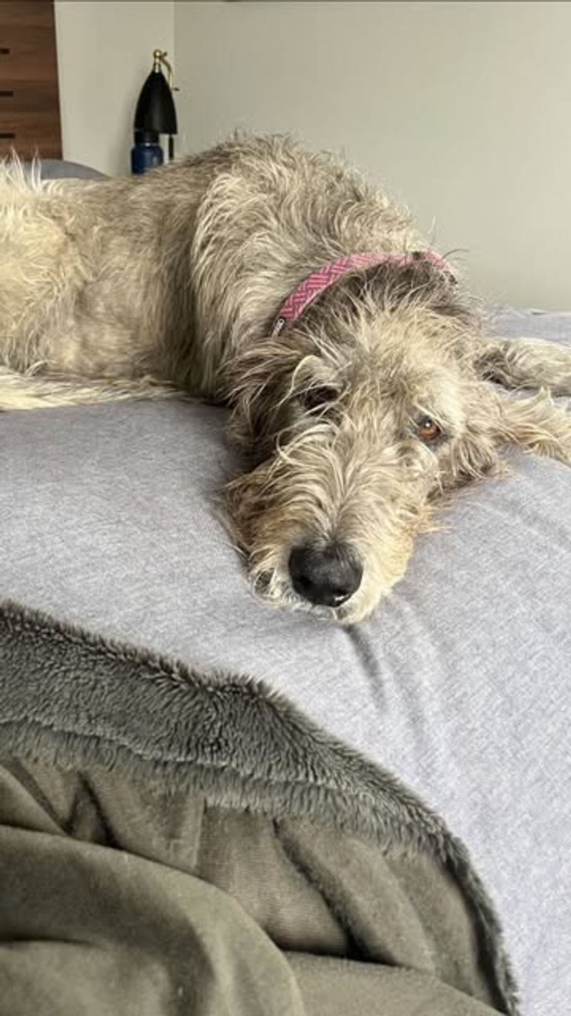 Irish Wolfhound