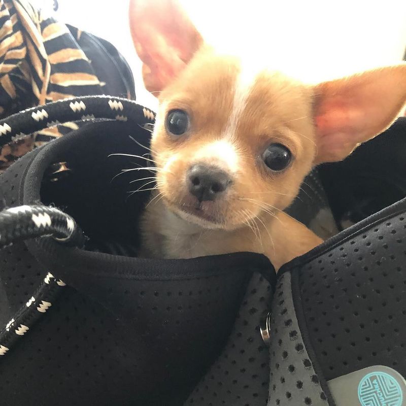 Chihuahua