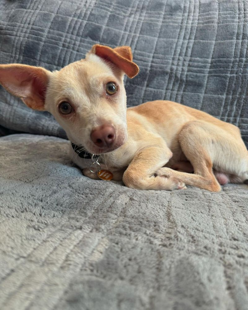 Chihuahua