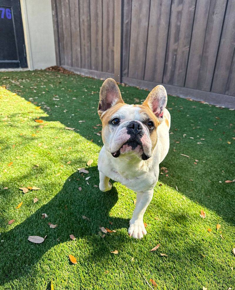 French Bulldog