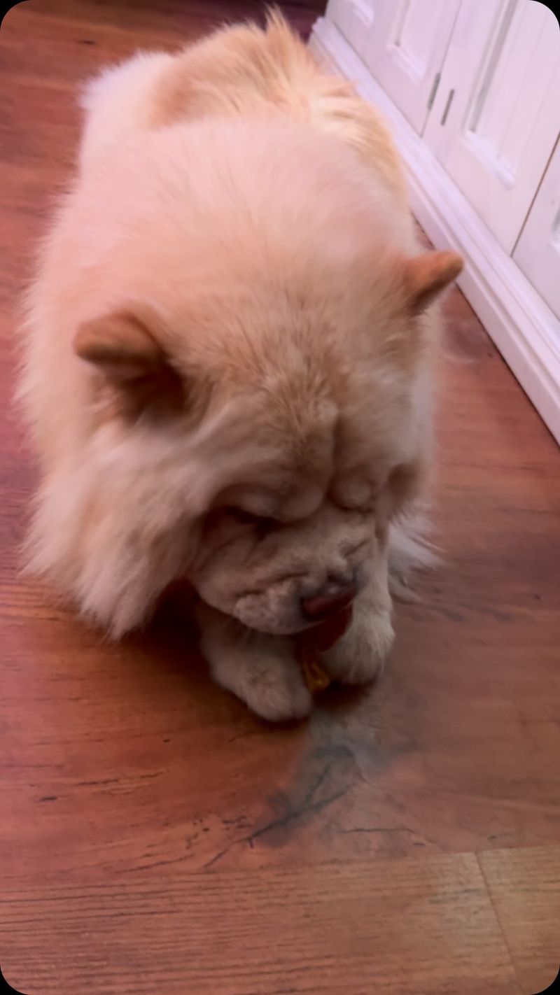 Chow Chow