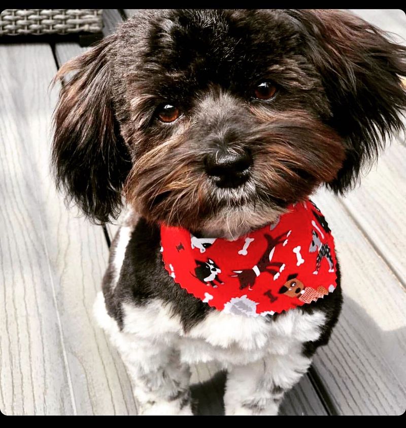 Havanese