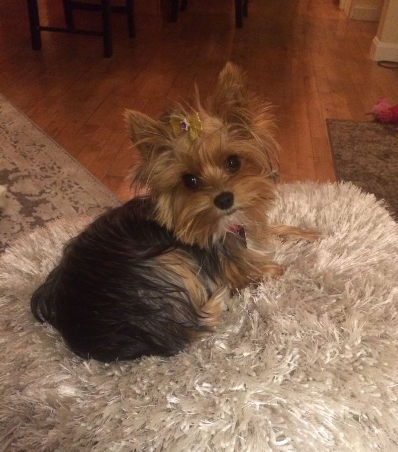 Yorkshire Terrier