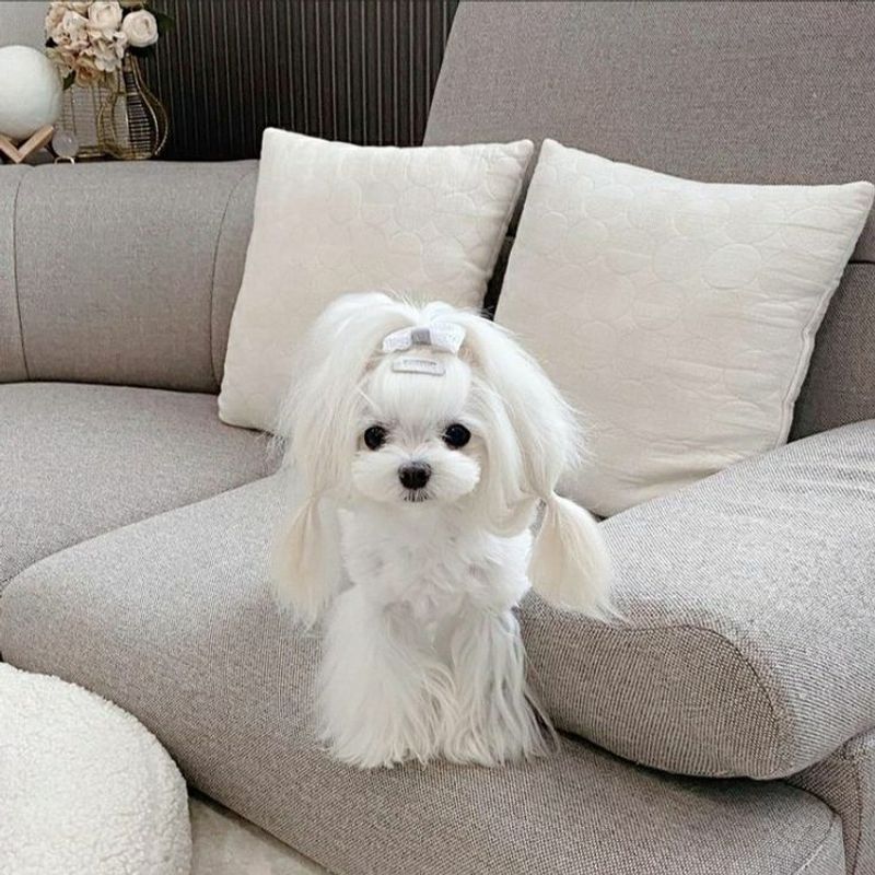Maltese