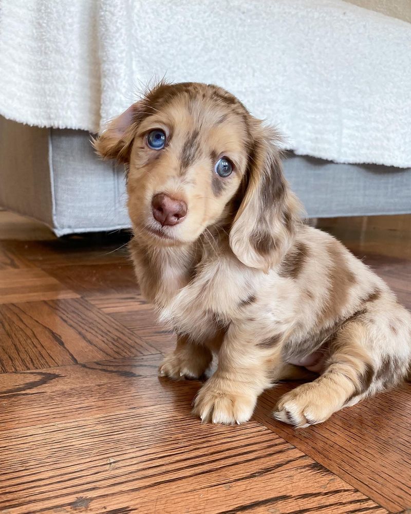 Dachshund