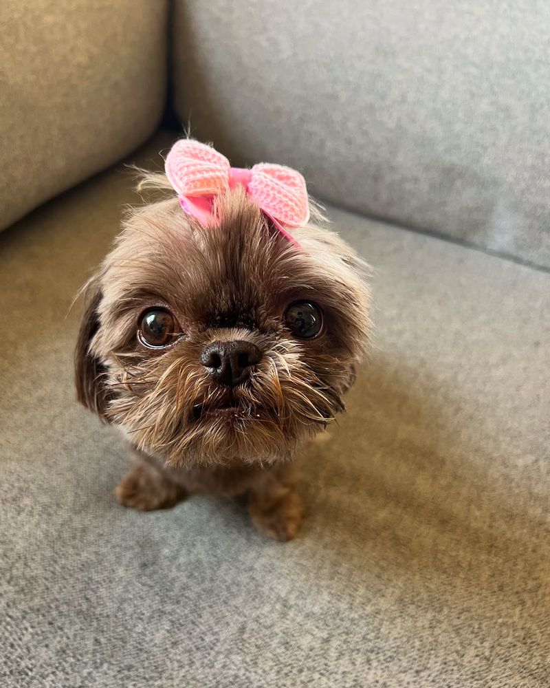 Shih Tzu