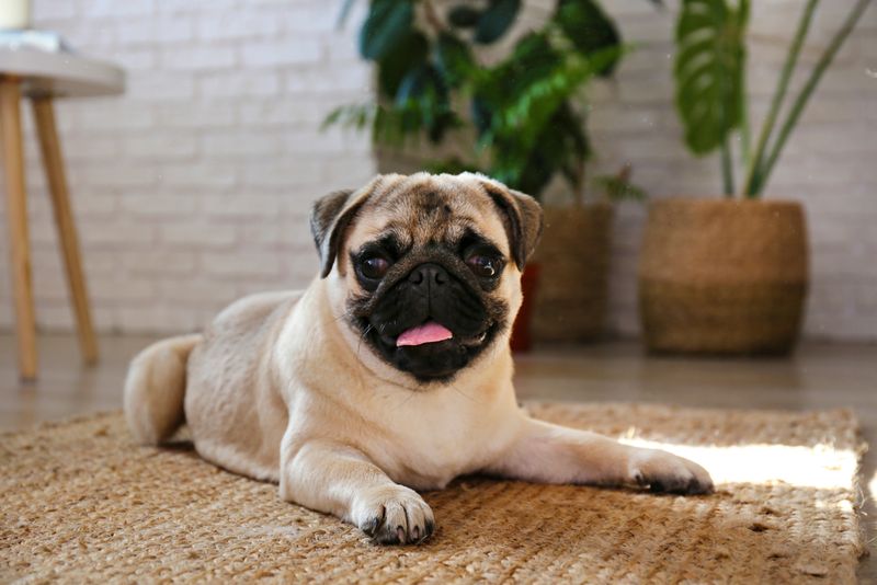Pug
