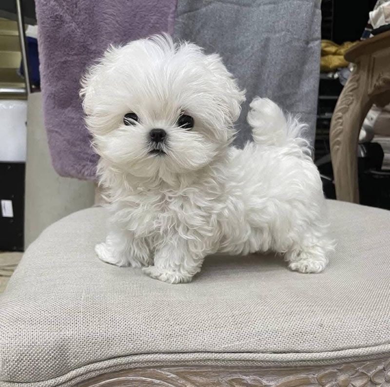 Maltese