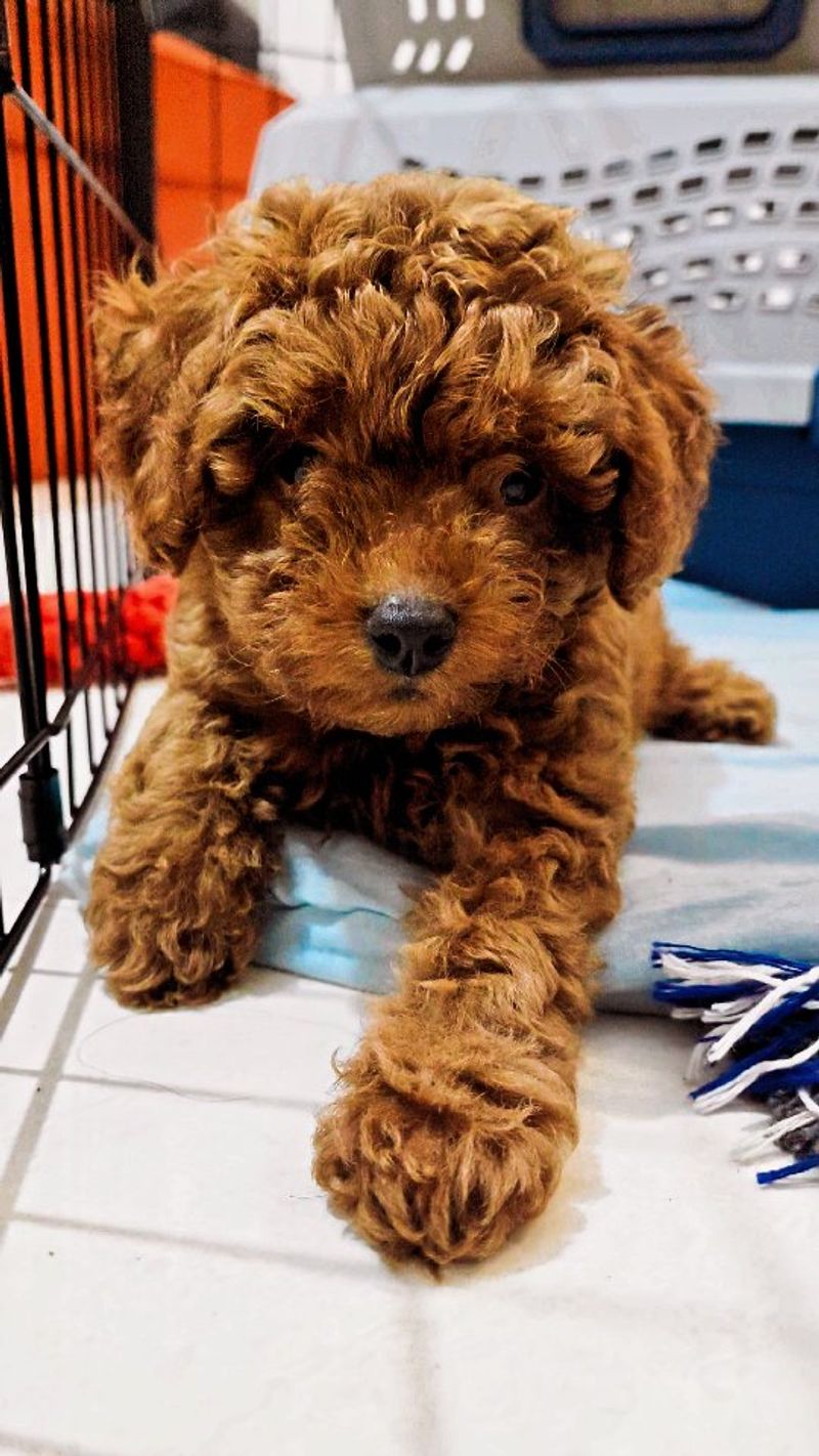 Toy Poodle