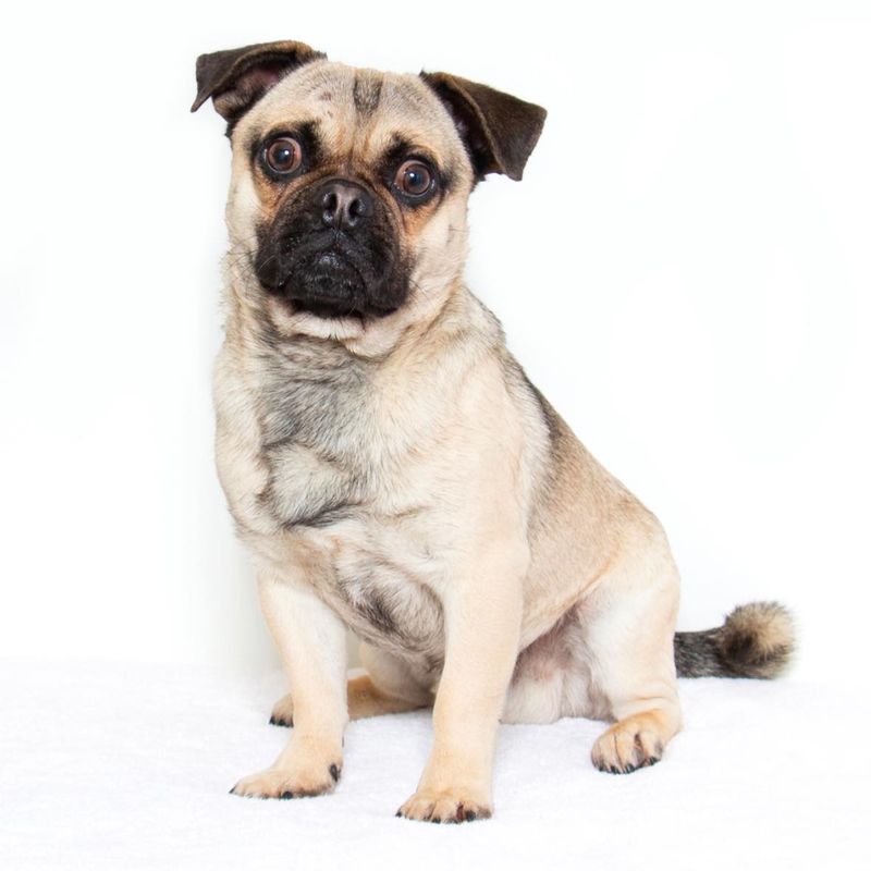 Pug