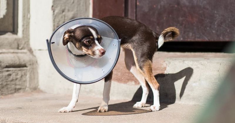 Slow Healing Wounds