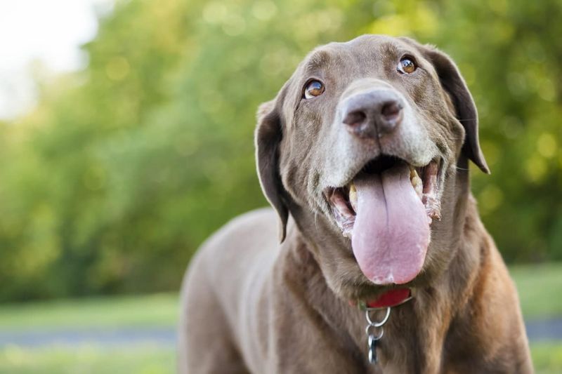 Panting More Than Usual