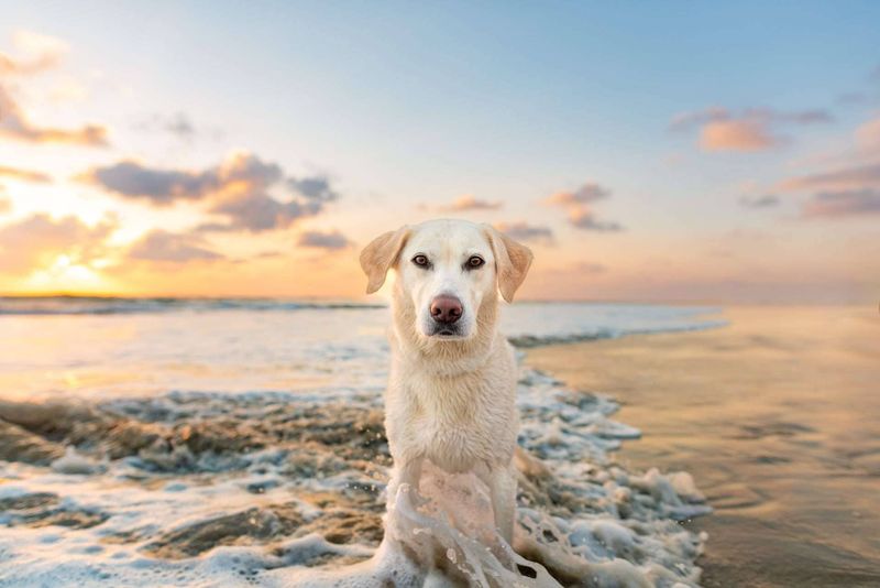 Labrador Retriever - California