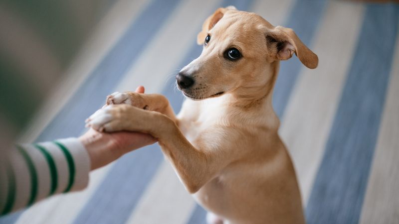Playful Paws