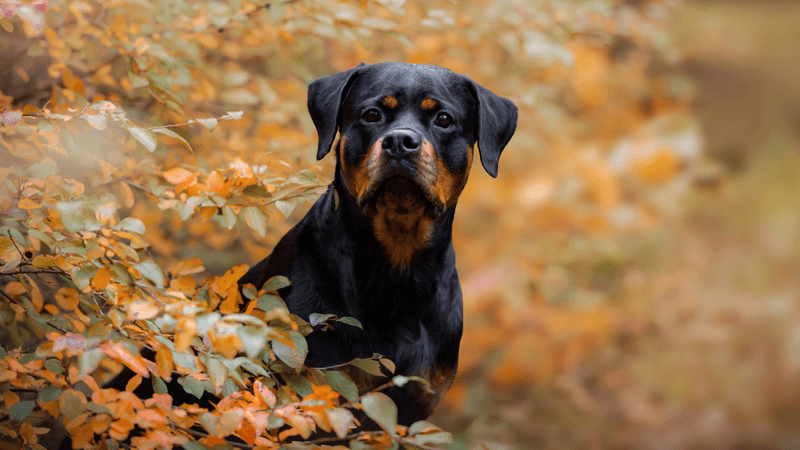 Rottweiler