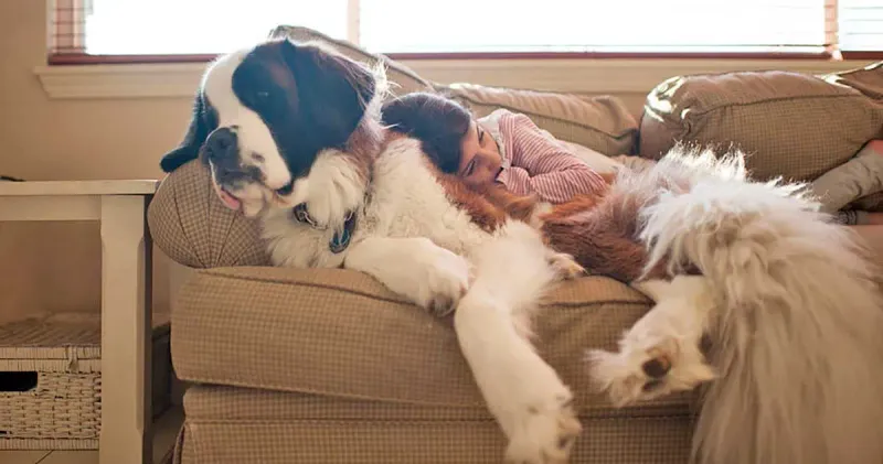 Saint Bernard