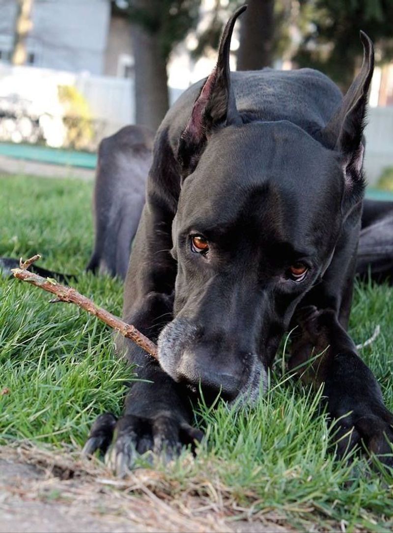 Great Dane