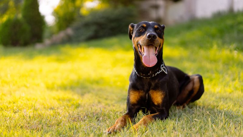 Doberman Pinscher