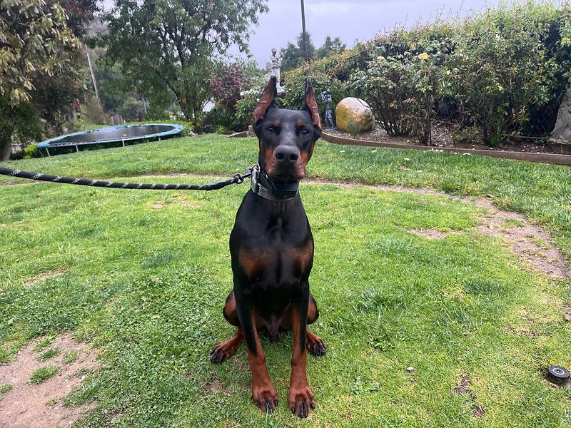 Doberman Pinscher