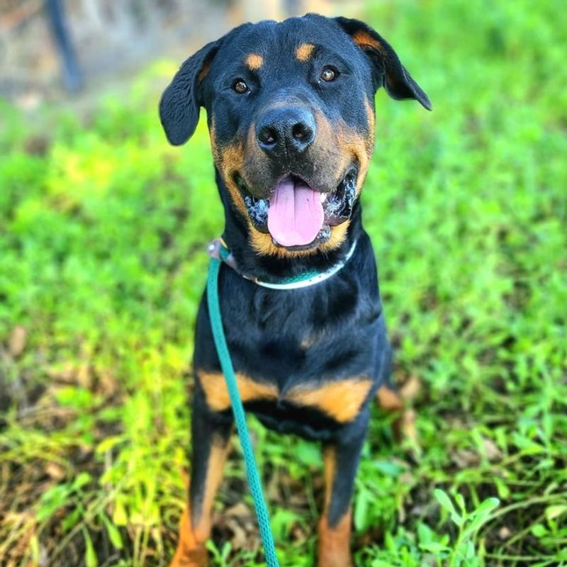Rottweiler