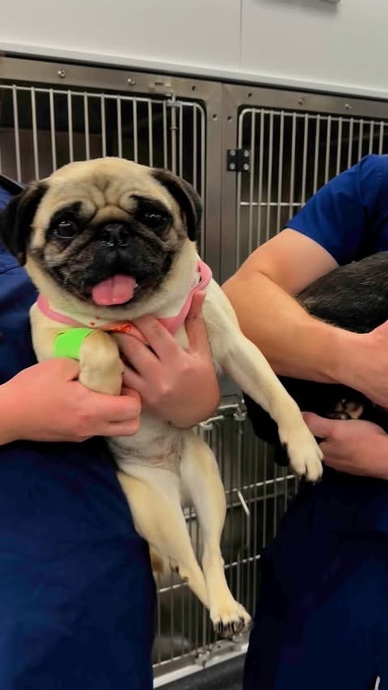 Pug