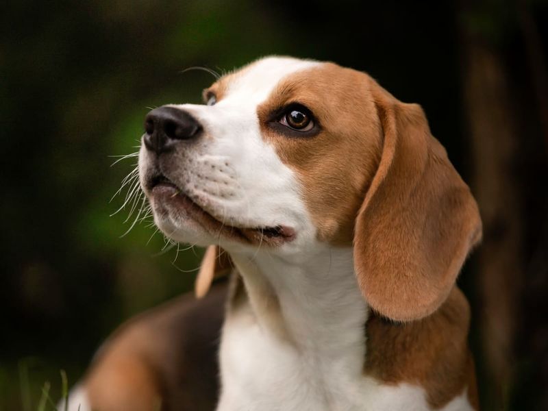 Beagle