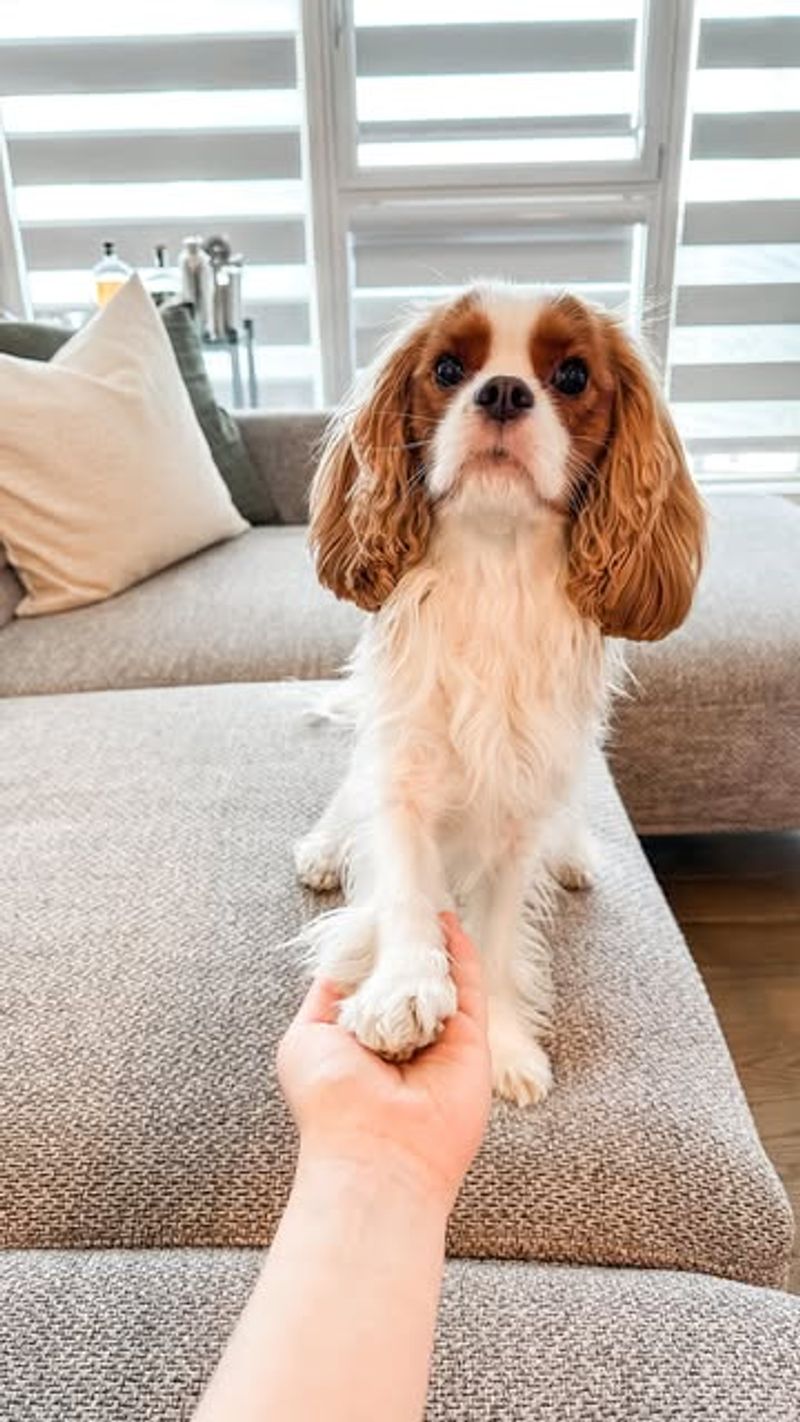 Cavalier King Charles Spaniel