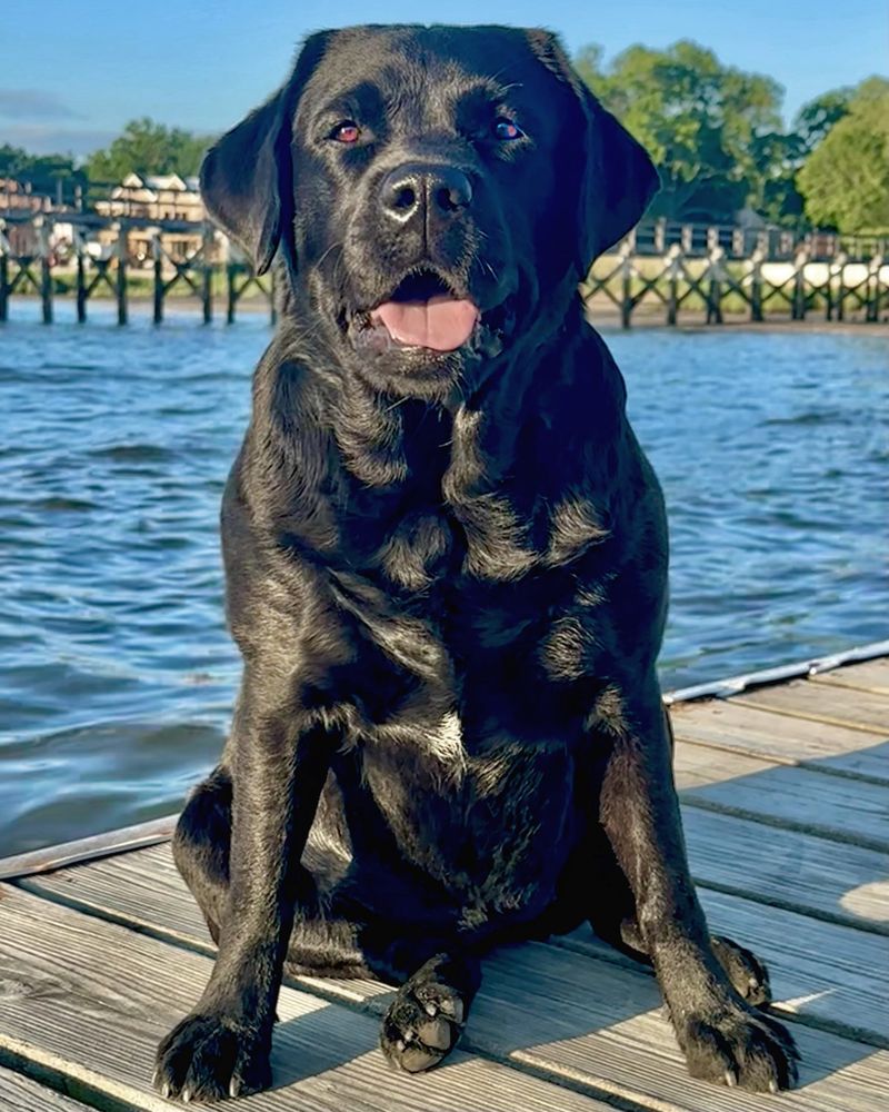 Labrador Retriever