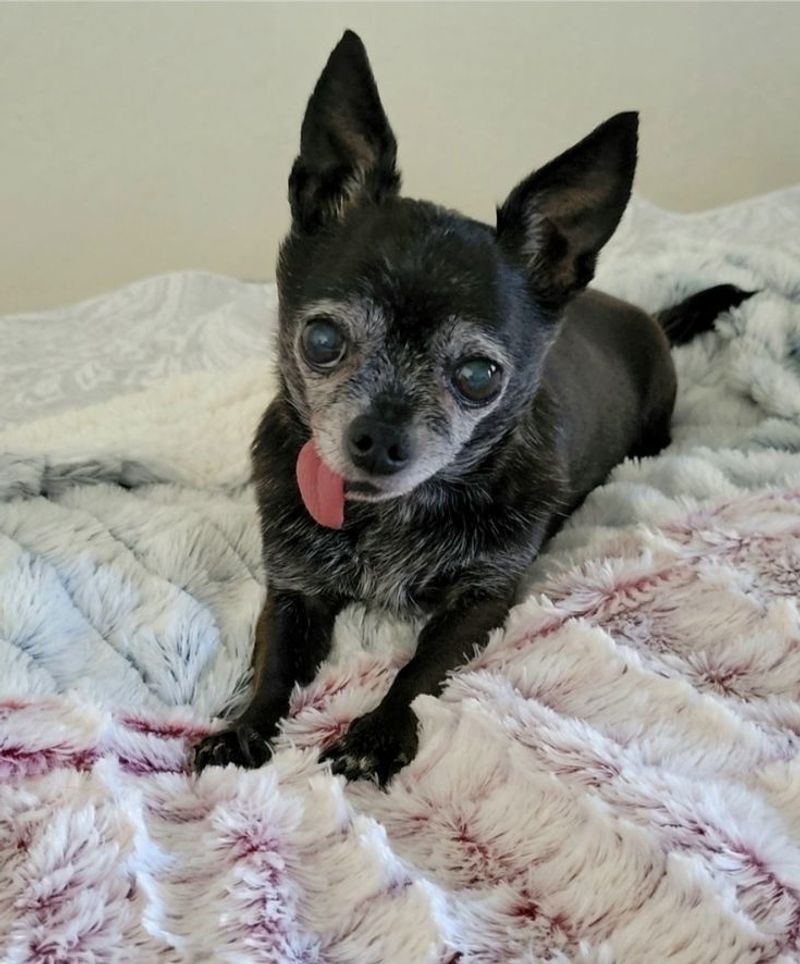 Chihuahua