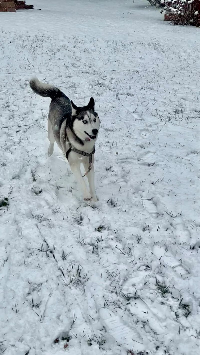 Siberian Husky