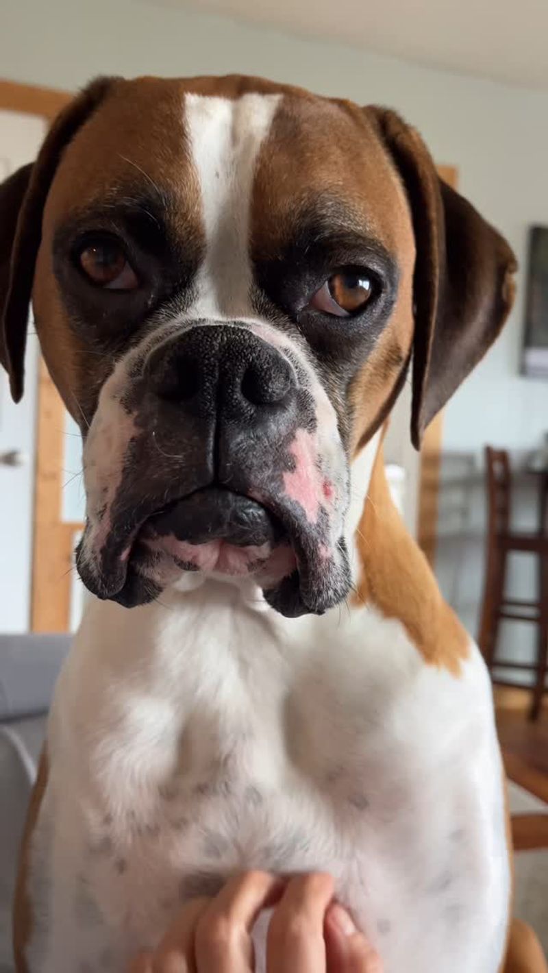 Boxer