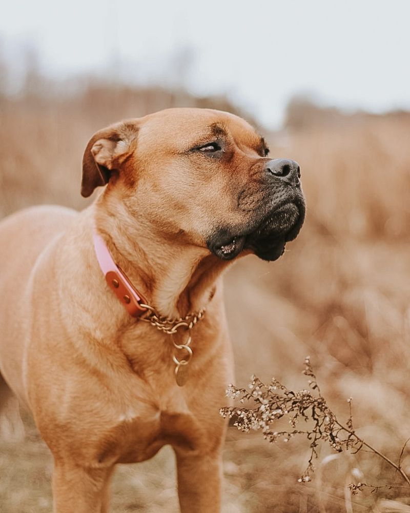 Bullmastiff