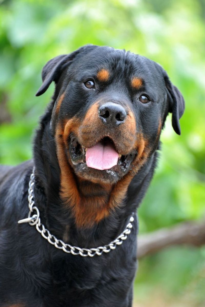 Rottweiler