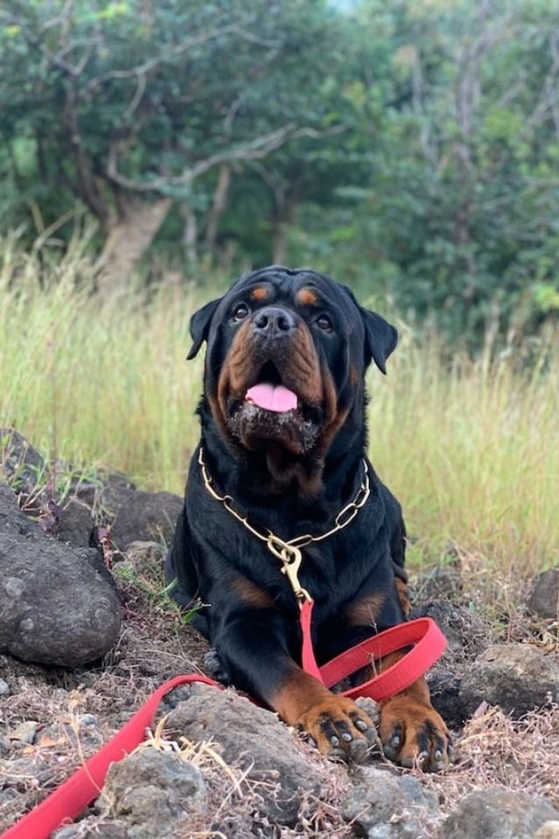 Rottweiler