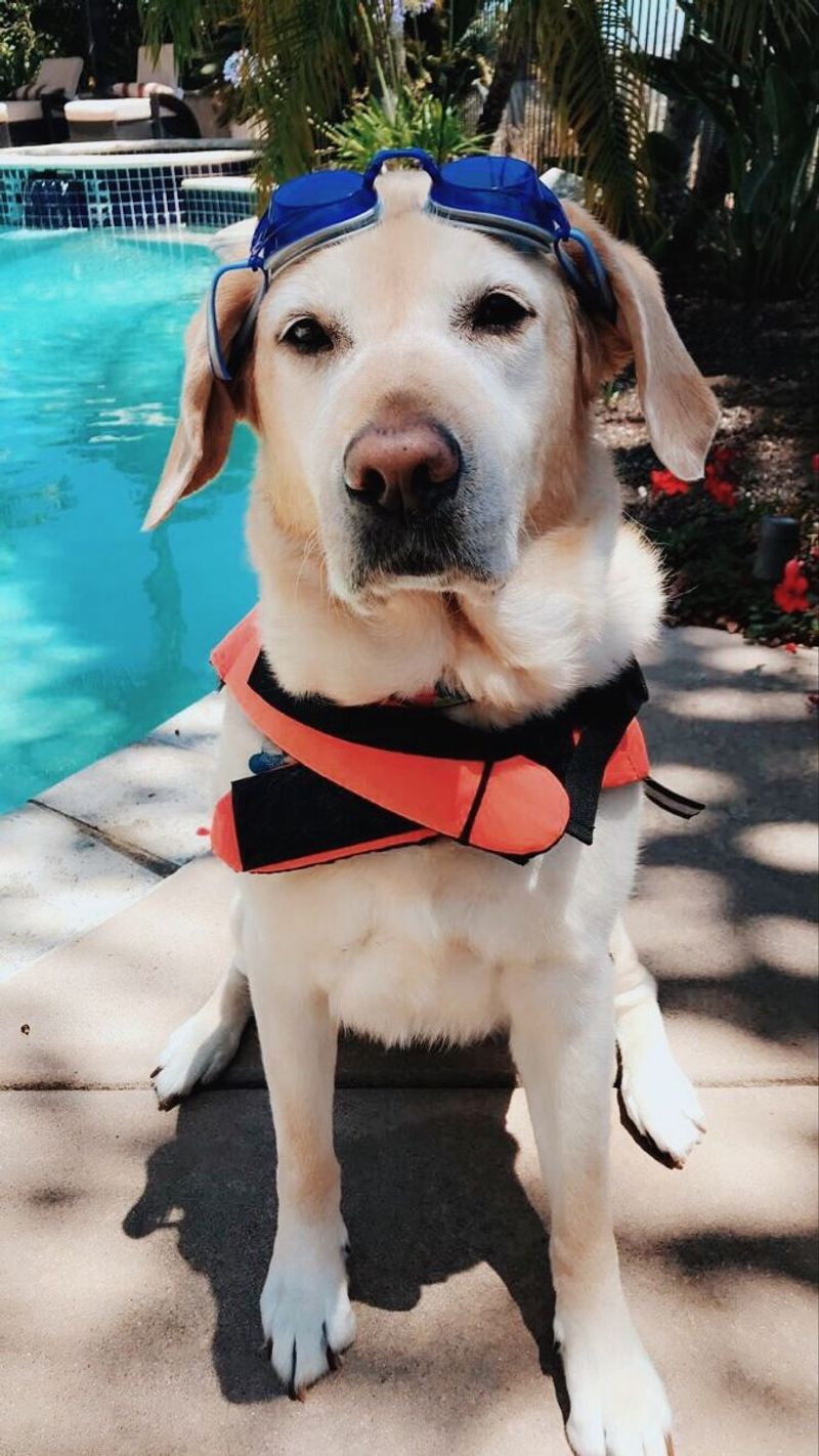 Labrador Retriever