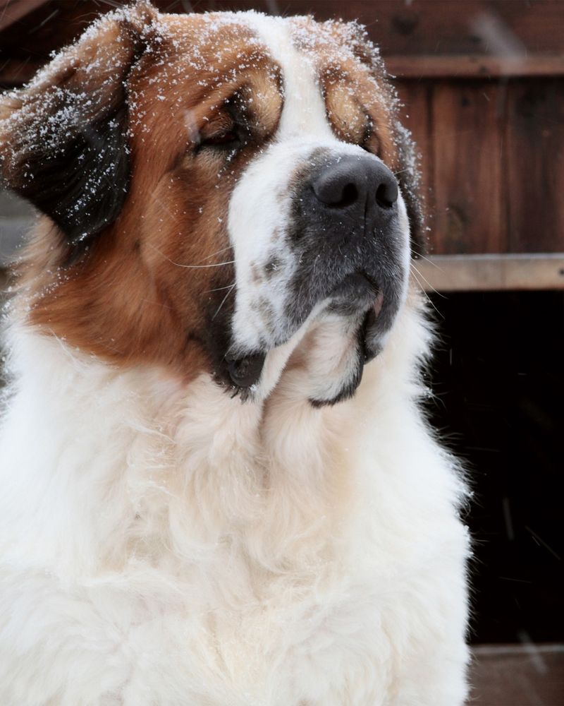 Saint Bernard