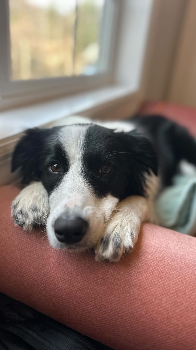 Border Collie