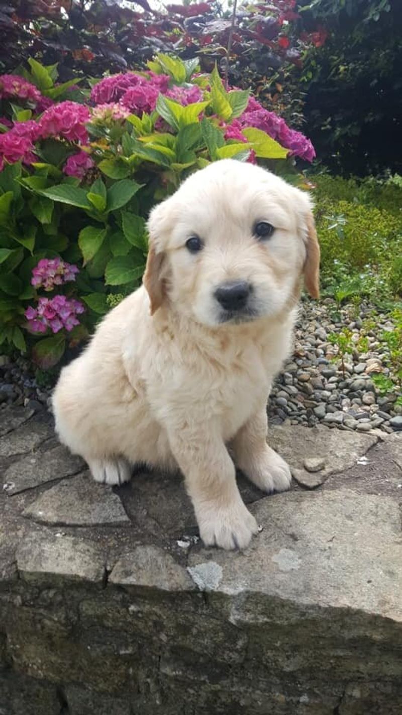 Golden Retriever-Cocker Spaniel Mix (Golden Cocker Retriever)