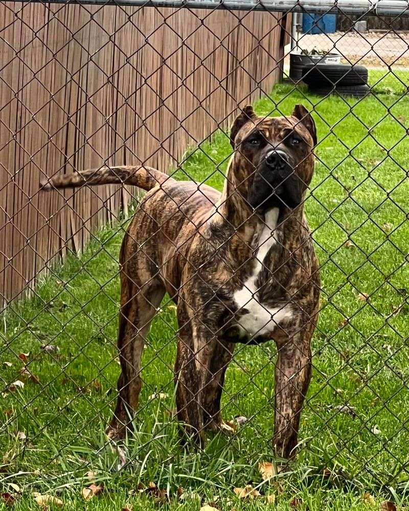 Presa Canario