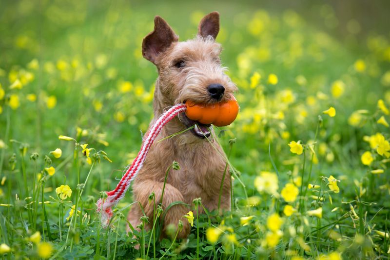 Peanut the Playful Terrier