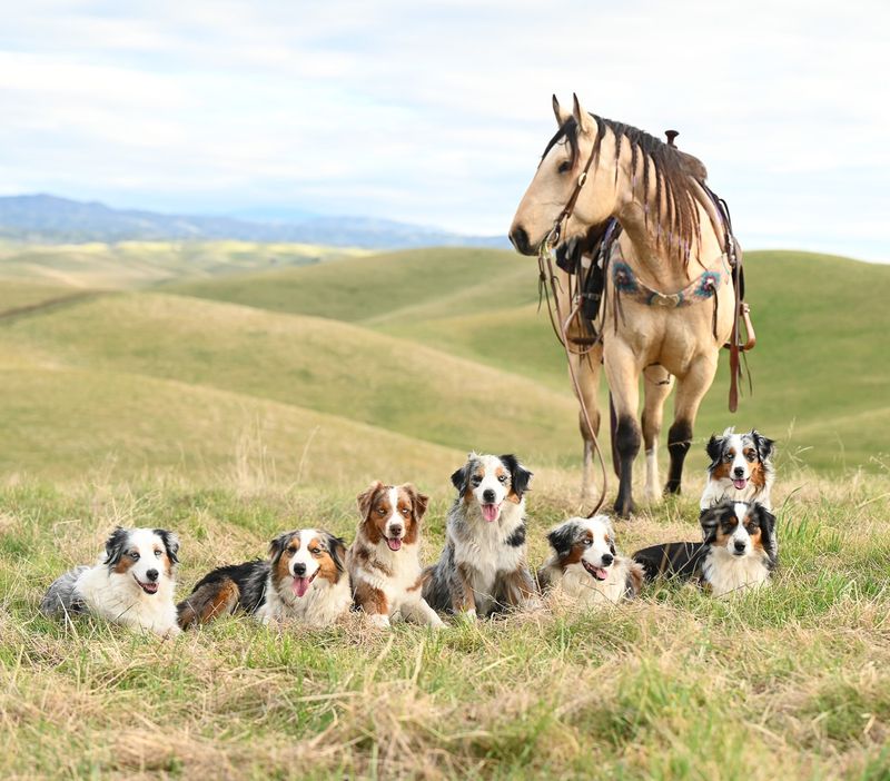 Australian Shepherd