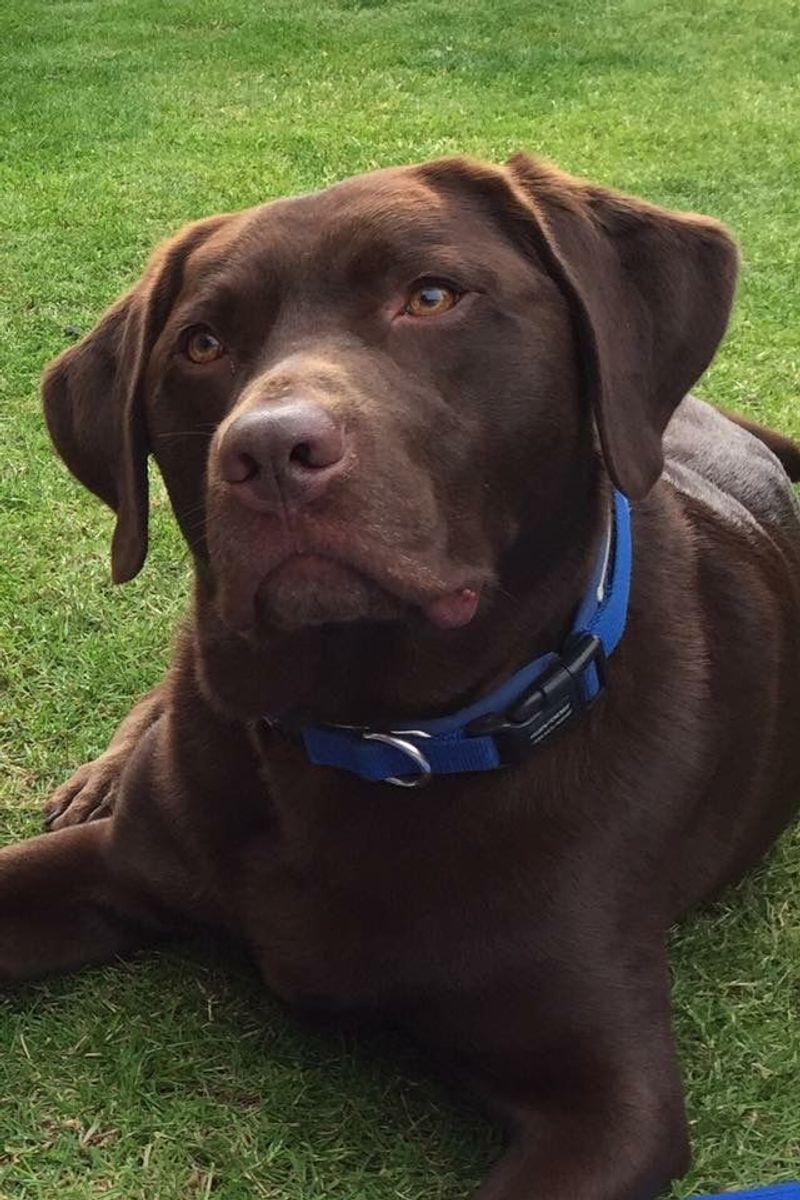 Labrador Retriever