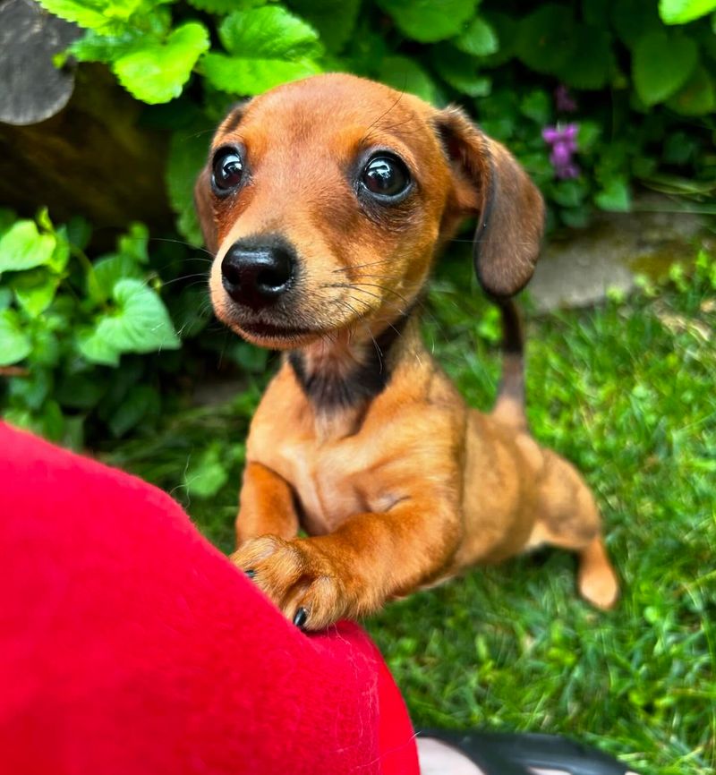 Dachshund