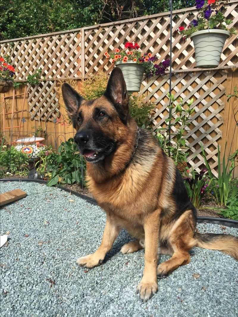 German Shepherd