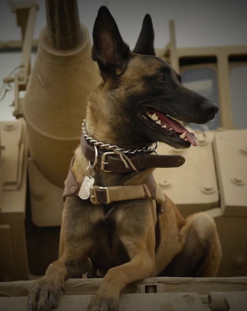 Belgian Malinois