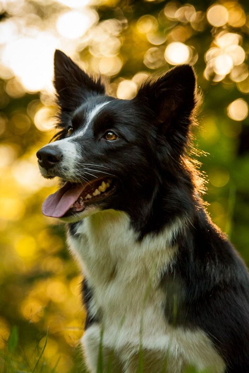 Border Collie