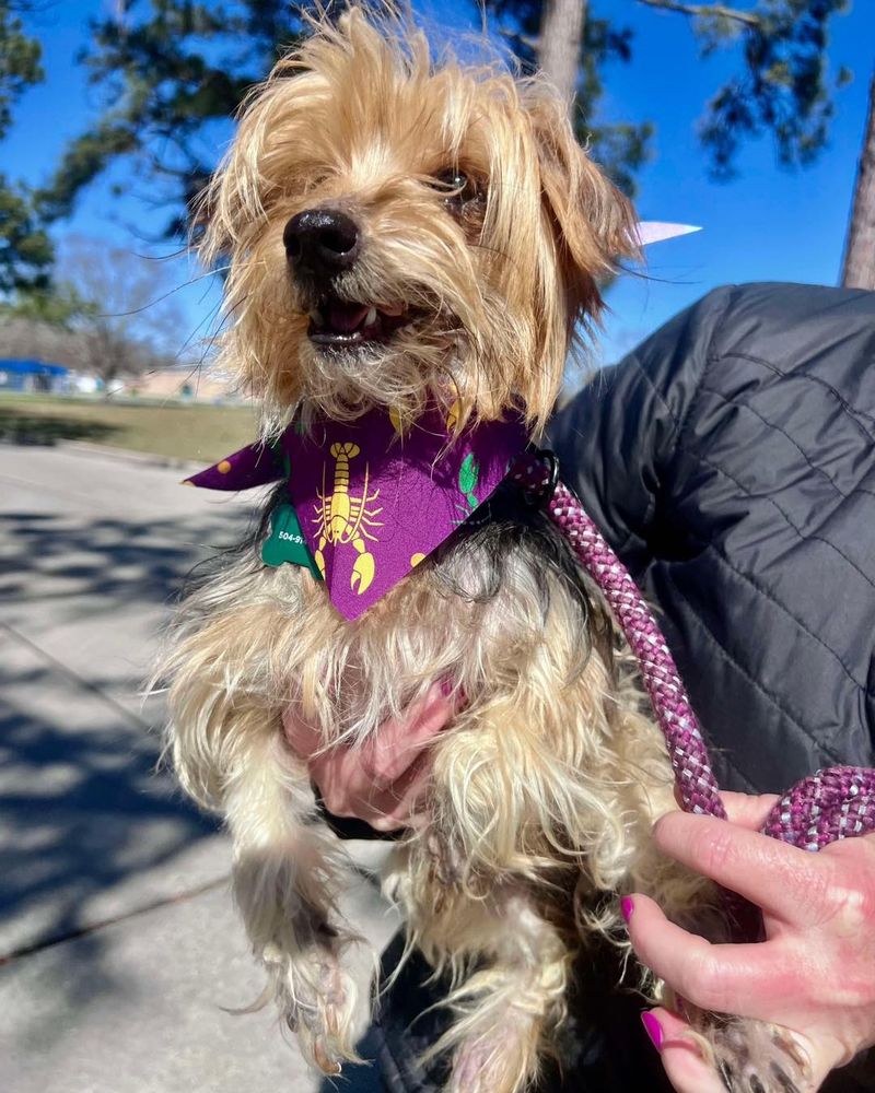 Yorkshire Terrier