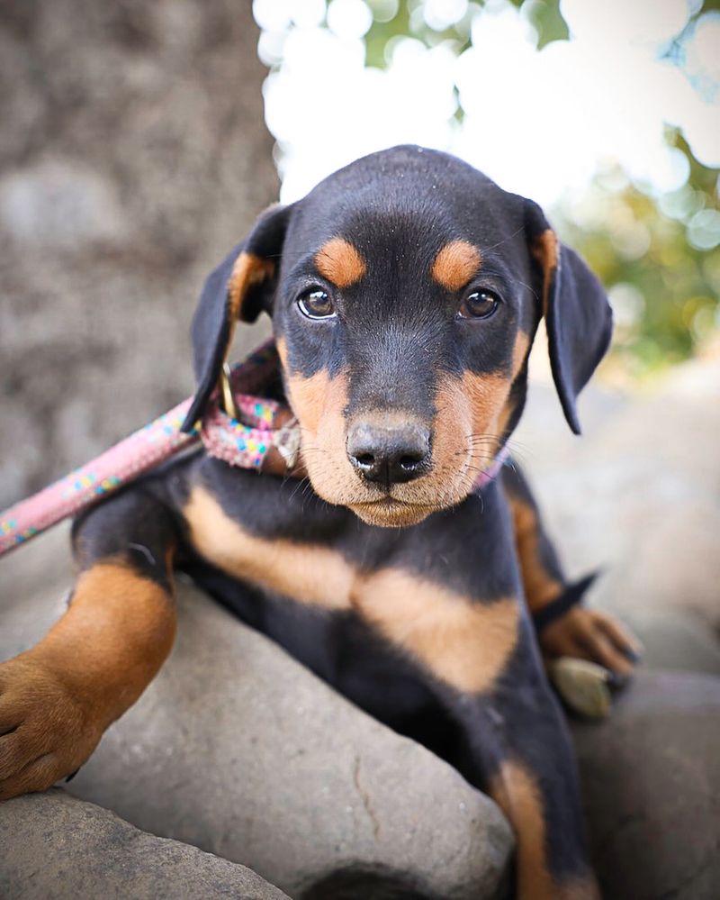 Doberman Pinscher