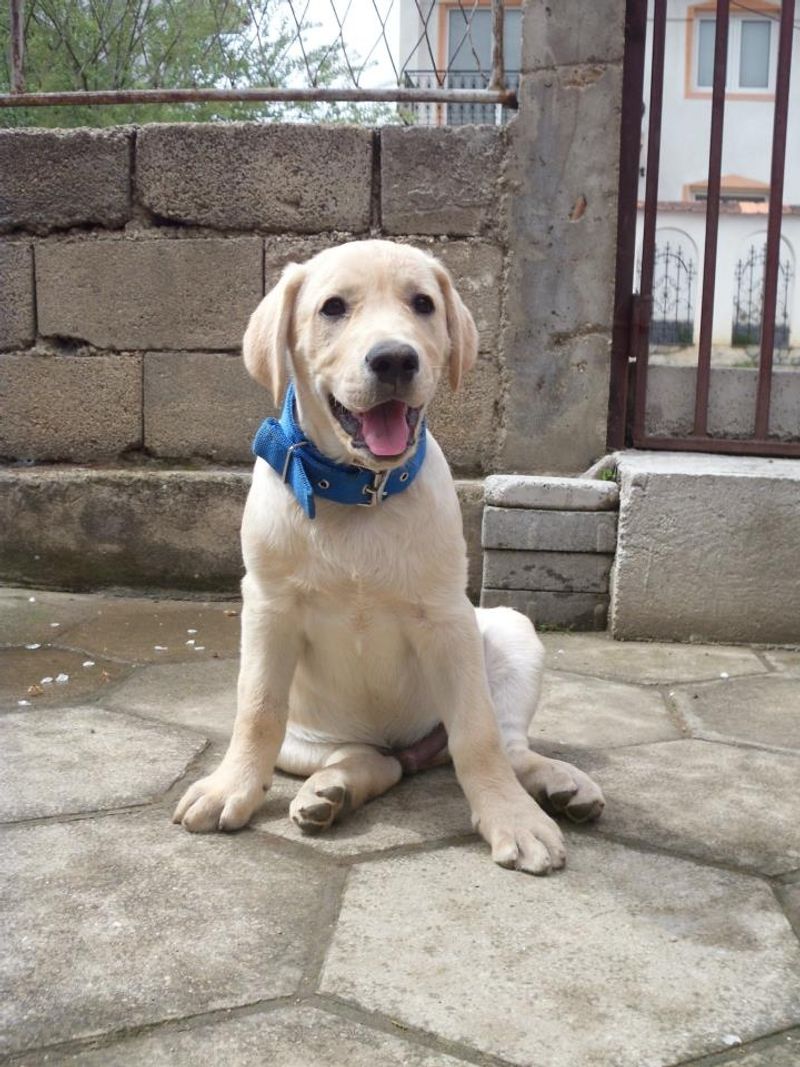 Labrador Retriever
